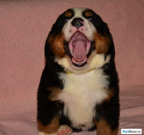 detailní fotografie