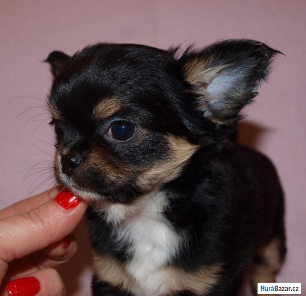 detailní fotografie