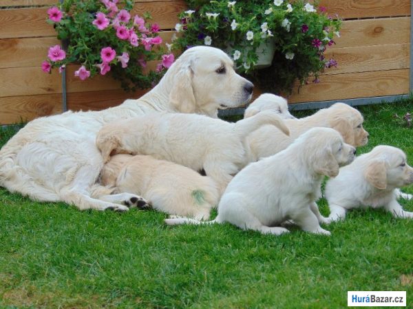 detailní fotografie