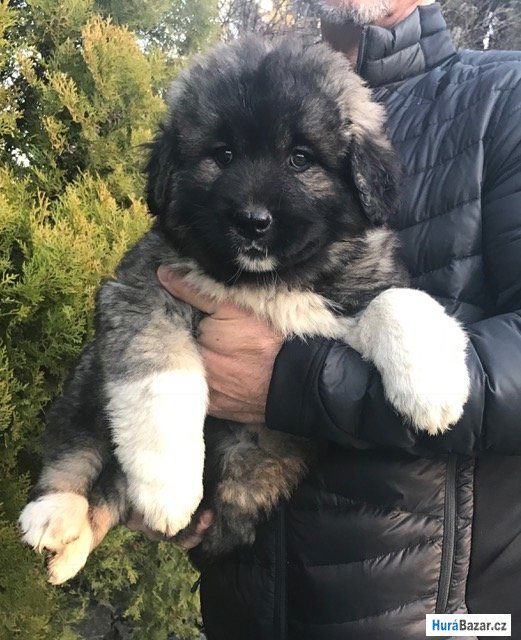 detailní fotografie