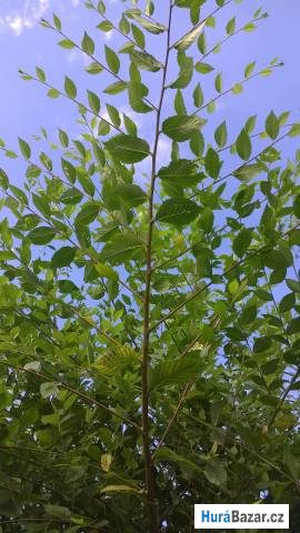 detailní fotografie