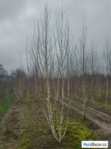 detailní fotografie