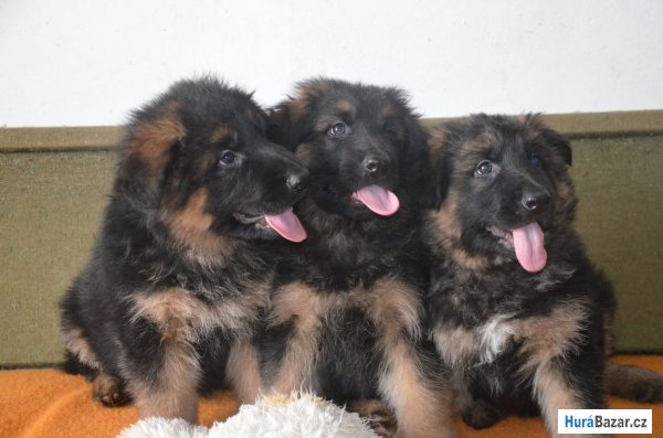 detailní fotografie