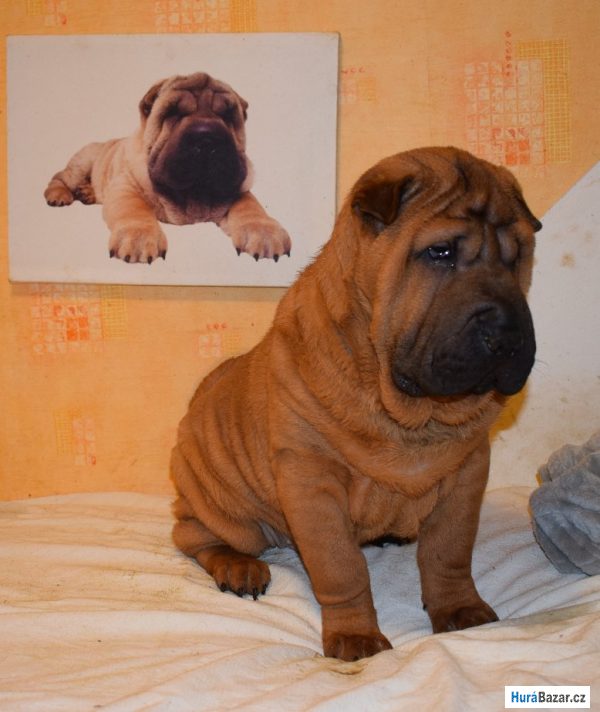 detailní fotografie