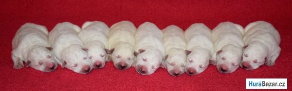 detailní fotografie