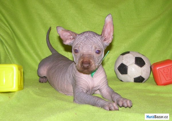 detailní fotografie