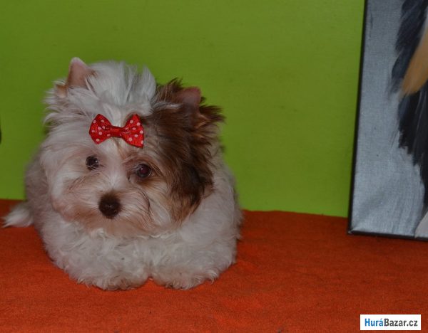 detailní fotografie