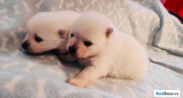 detailní fotografie