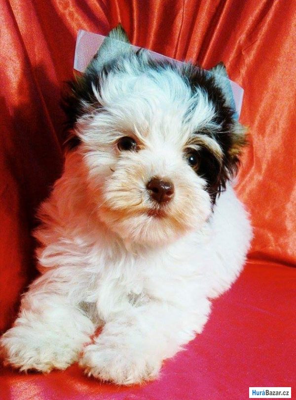 detailní fotografie