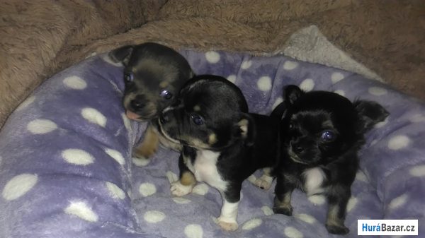 detailní fotografie