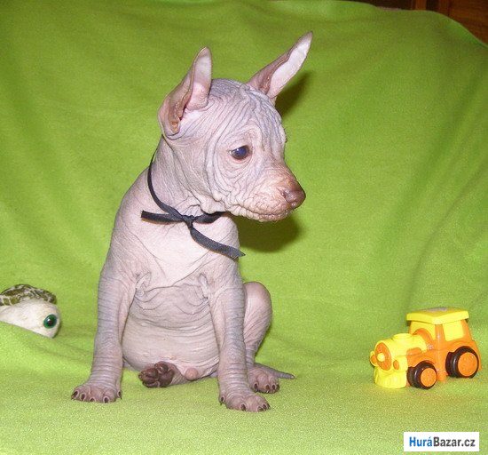 detailní fotografie