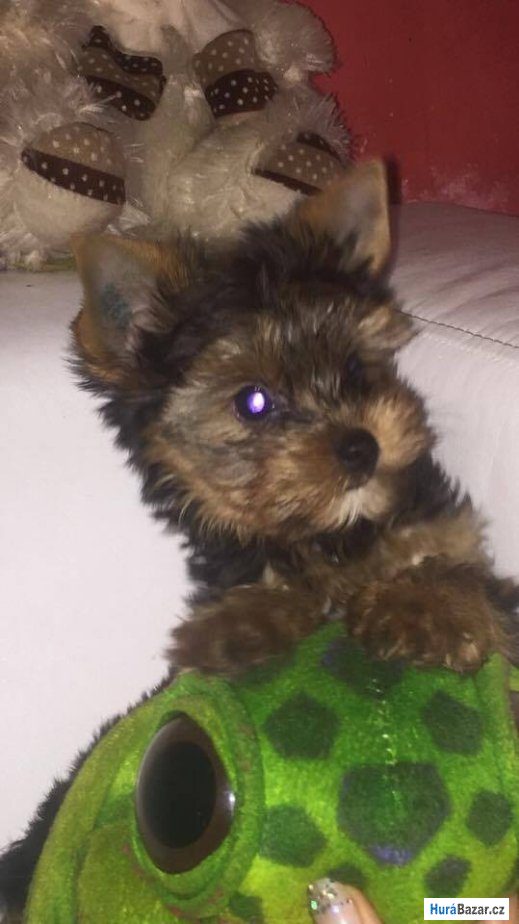 detailní fotografie