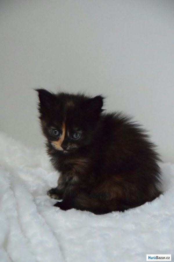 detailní fotografie