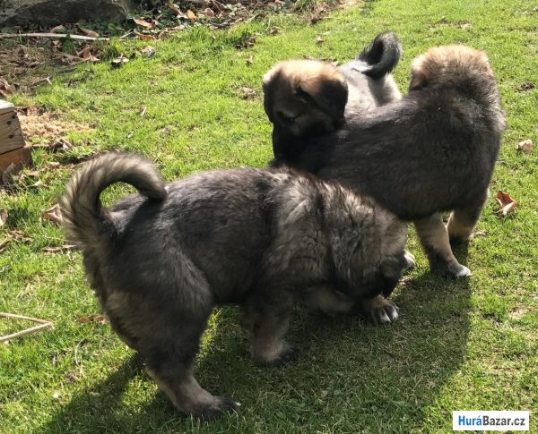 detailní fotografie