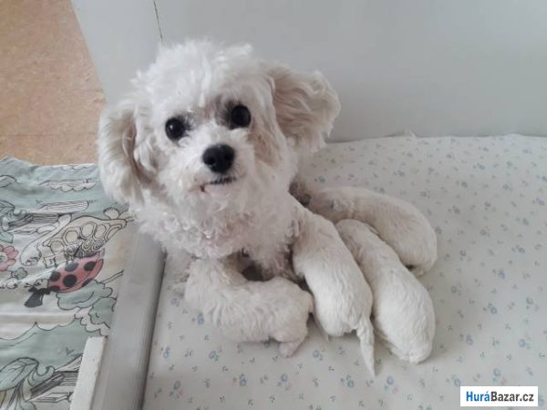 detailní fotografie