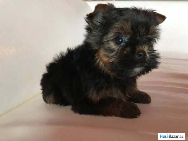 detailní fotografie