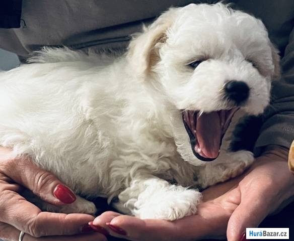 detailní fotografie