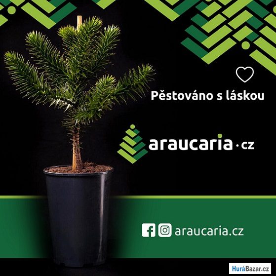 detailní fotografie