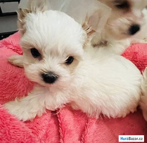 detailní fotografie