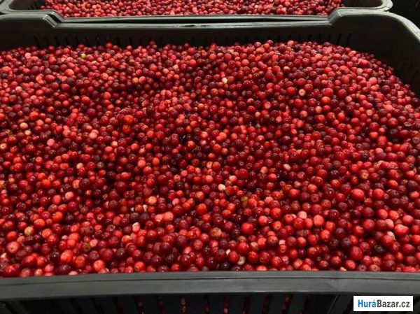 detailní fotografie