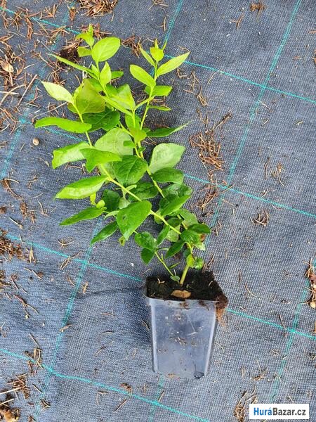 detailní fotografie