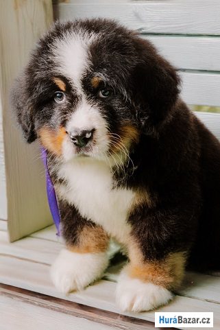 detailní fotografie