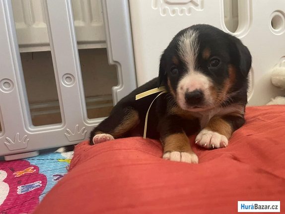 detailní fotografie