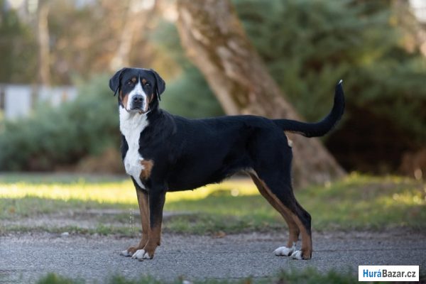 detailní fotografie