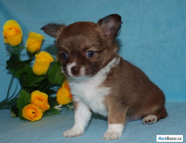 detailní fotografie