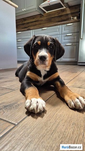 detailní fotografie