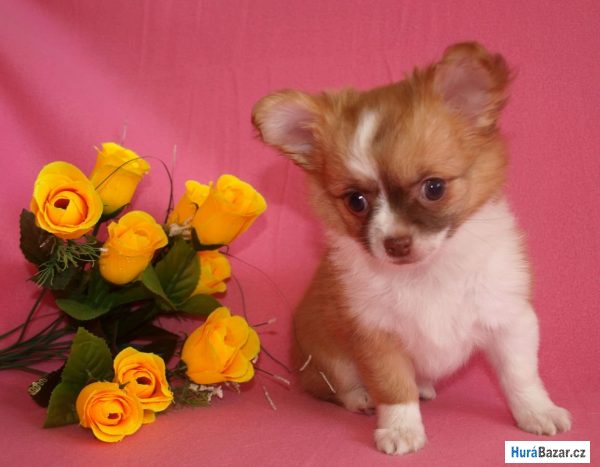 detailní fotografie