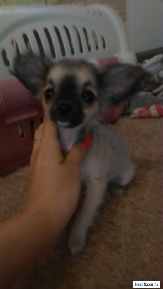 detailní fotografie