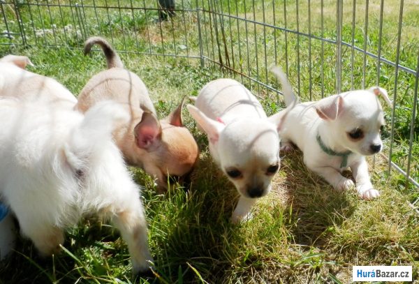 detailní fotografie