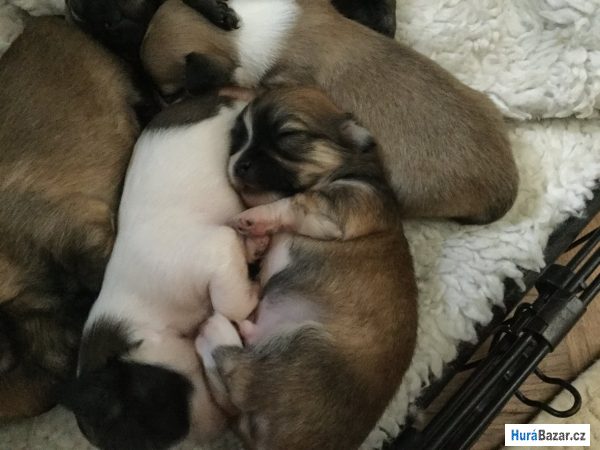 detailní fotografie