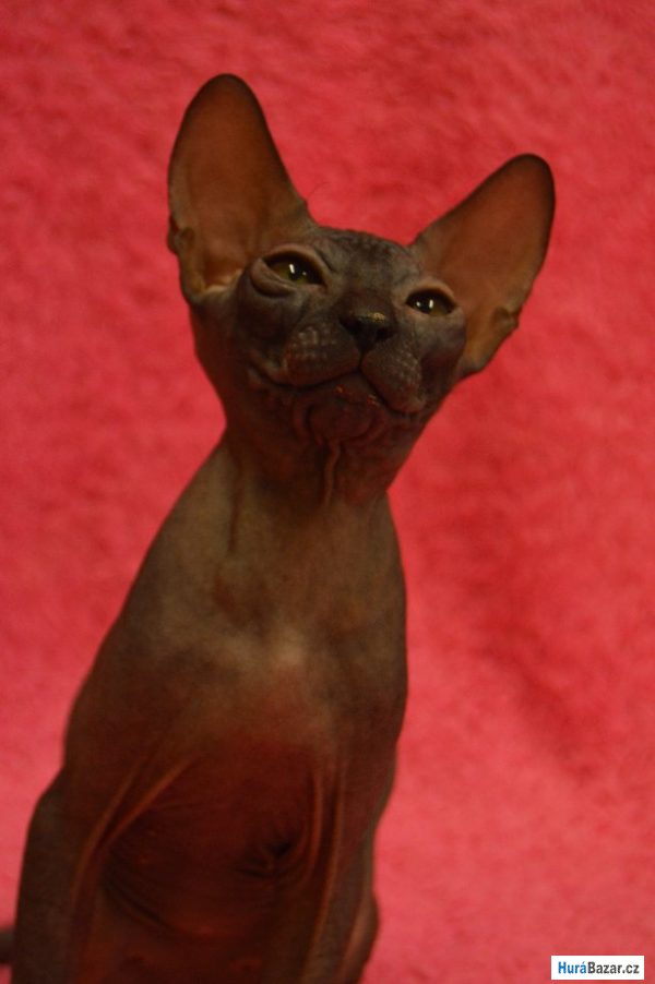 detailní fotografie