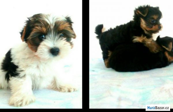 detailní fotografie