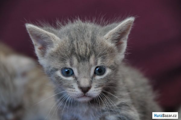 detailní fotografie