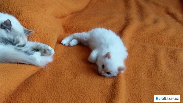 detailní fotografie