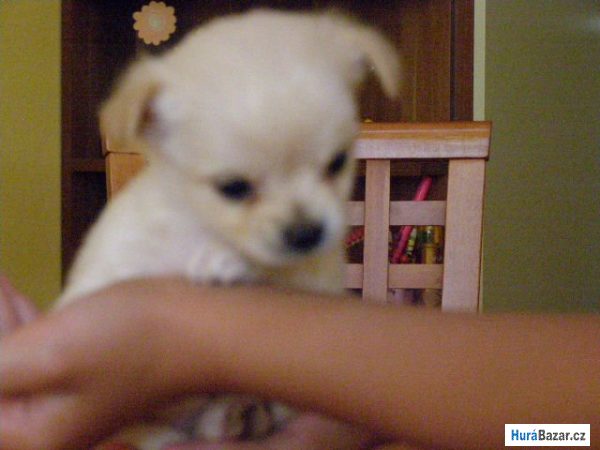 detailní fotografie