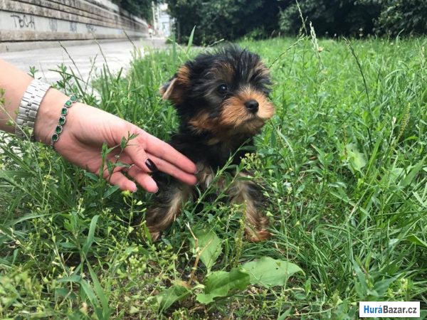 detailní fotografie