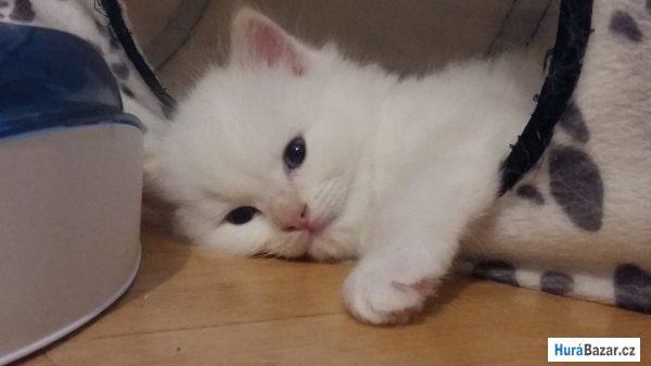 detailní fotografie