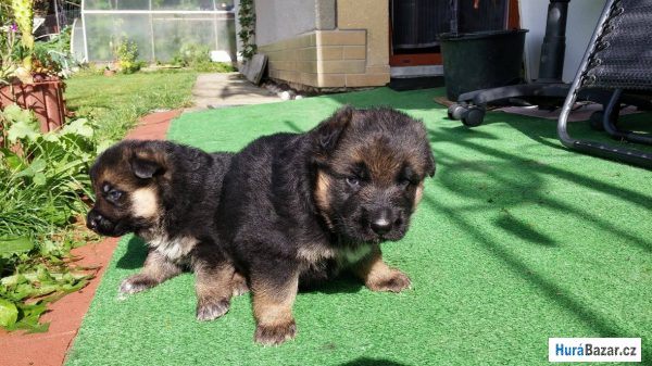 detailní fotografie