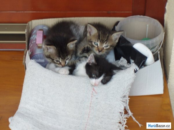 detailní fotografie