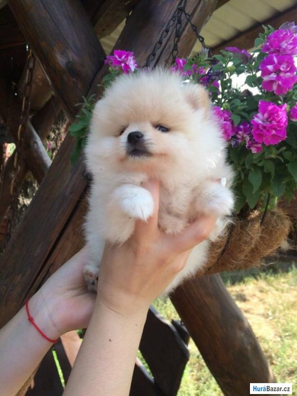 detailní fotografie