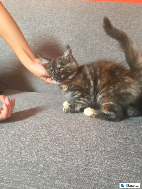 detailní fotografie