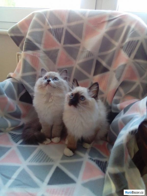 detailní fotografie