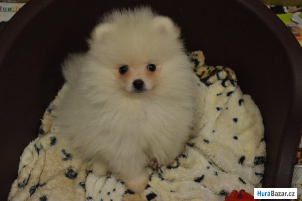 detailní fotografie