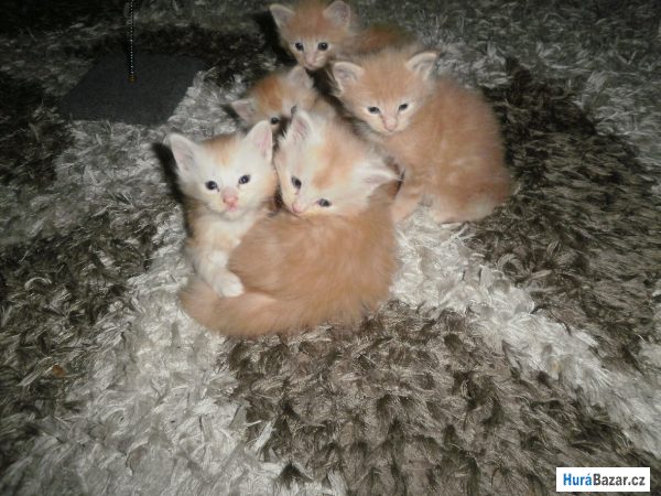 detailní fotografie