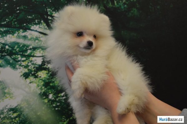 detailní fotografie