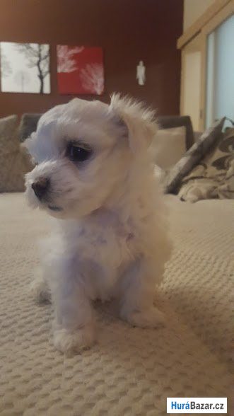 detailní fotografie